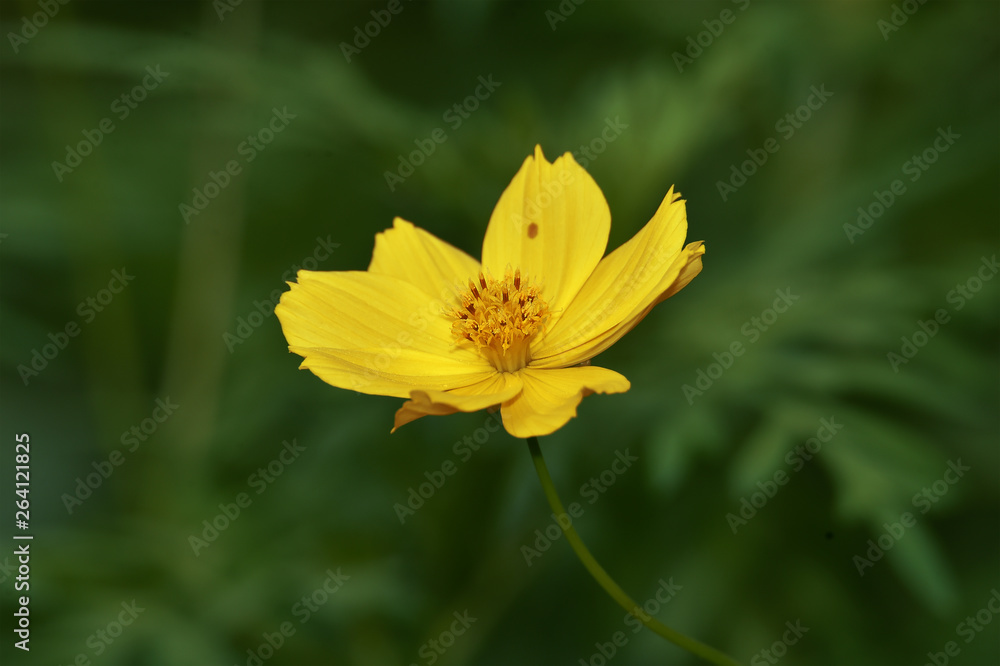 yellow ray flower, also called flower cosmos, belongs to the sunflower family yellow ray flower, also called flower cosmos, belongs to the sunflower family
