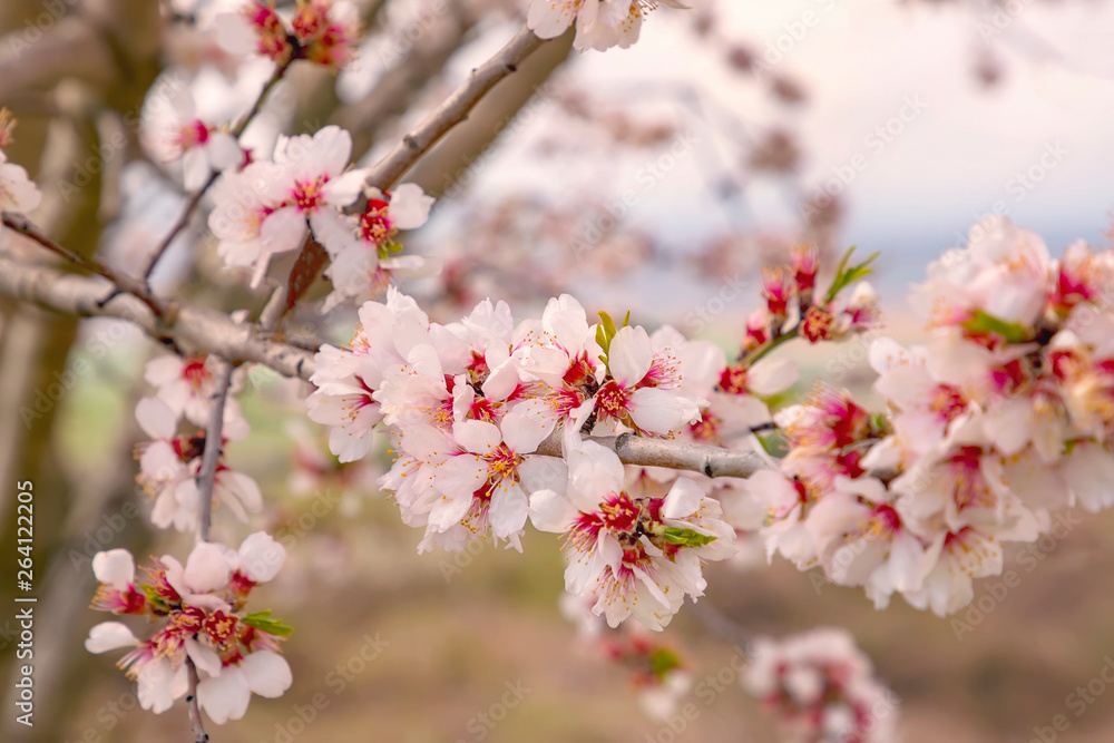 Beautiful gentle colors of the blossom tree in spring Beautiful gentle colors of the blossom tree in spring