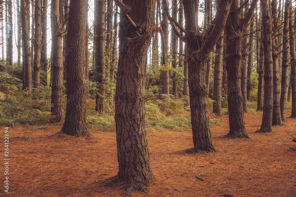 Afternoon light in a Pine forest, Rotorua, New Zealand Afternoon light in a Pine forest, Rotorua, New Zealand