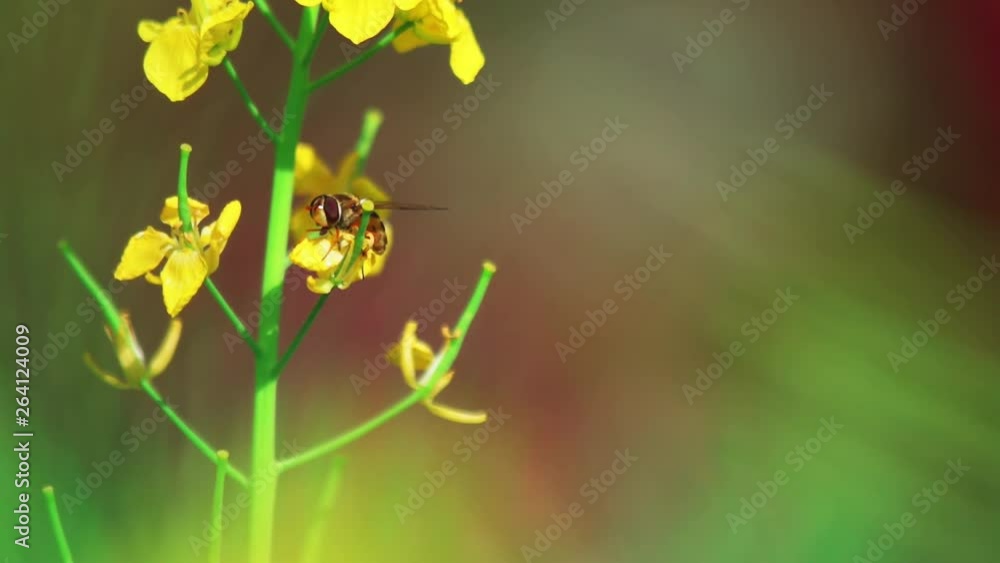花の蜜を吸うハチ 花の蜜を吸うハチ