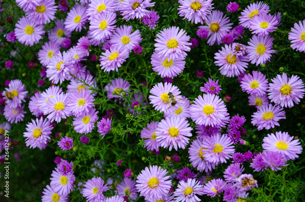 flower, nature, purple, flowers, garden, plant, pink, blossom, spring, green, bloom, lilac, floral, summer, beauty, beautiful, color, blooming, petal, tree, violet, flora, bush, leaf, natural flower, nature, purple, flowers, garden, plant, pink, blossom, spring, green, bloom, lilac, floral, summer, beauty, beautiful, color, blooming, petal, tree, violet, flora, bush, leaf, natural