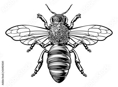 A honey bumble bee or bumblebee in a woodcut drawing vintage style 