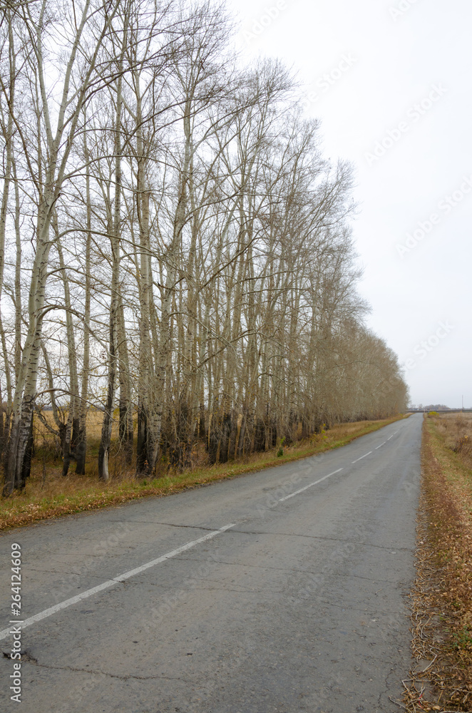 Autumn road among the trees in Siberia Autumn road among the trees in Siberia
