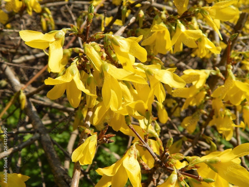 Obraz premium Blooming forsythia in the city park in spring