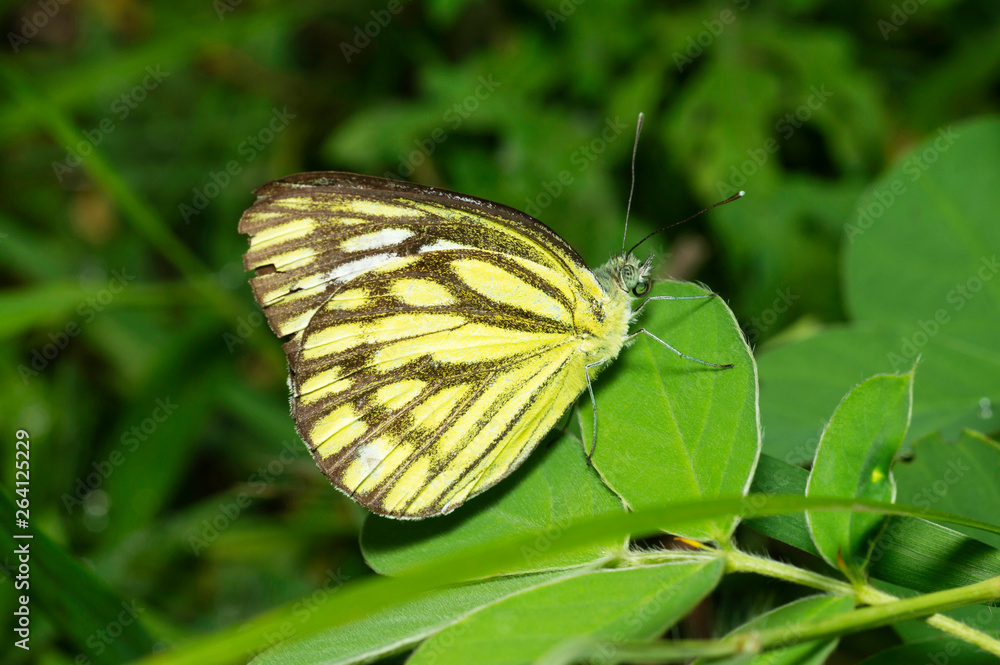 Obraz premium Common Gull Butterfly near Pune, Maharashtra, India.