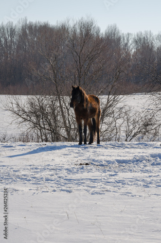 horses grazing in the winter pasture