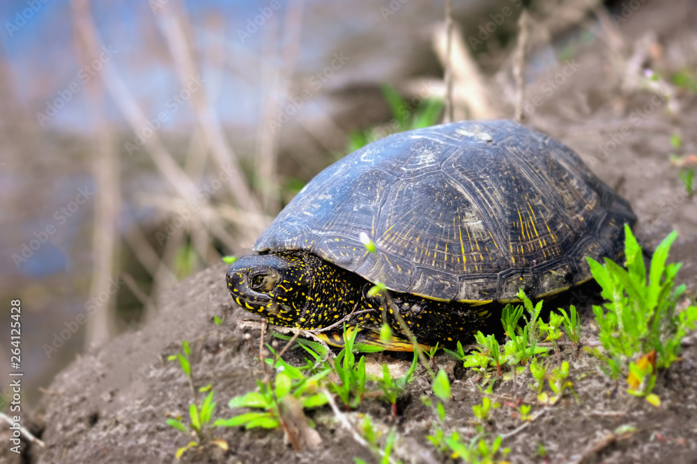 European pond turtle on a steep bank of the river European pond turtle on a steep bank of the river