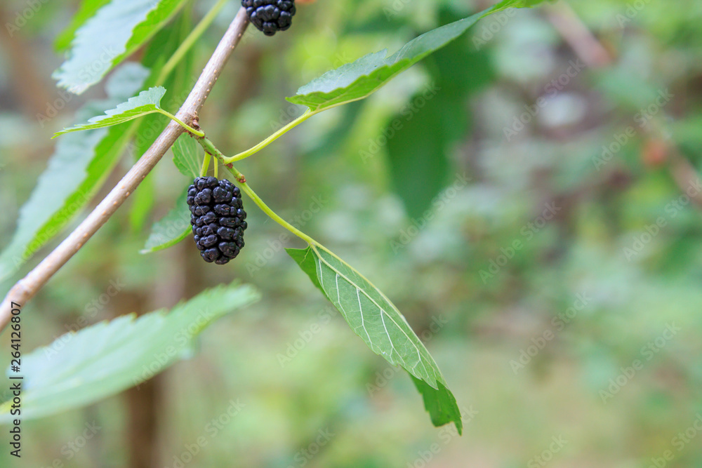 Branch of mulberry tree with ripe berries. Branch of mulberry tree with ripe berries.