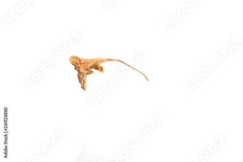 Dried flower petals isolated on white
