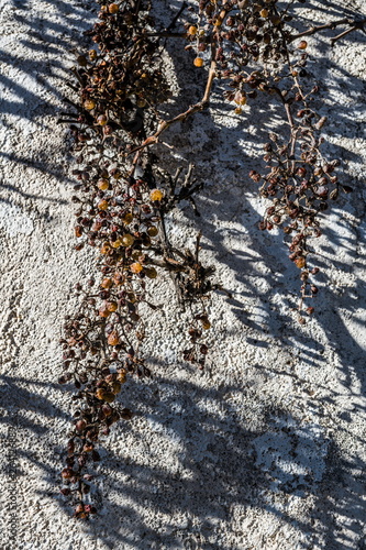 Dry vine on the village street