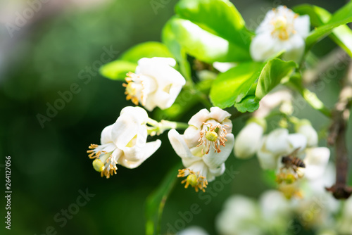 Small white flowers of pomelo fruit