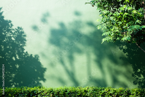 Shadow of tree branch on green wall background.