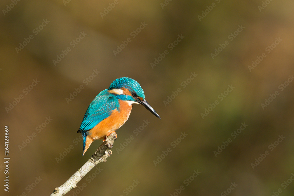 Fototapeta premium Eisvogel