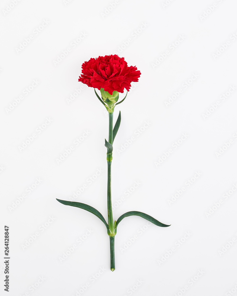 Carnation flower Carnation flower