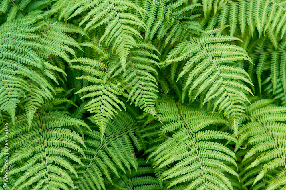 Beautiful fern leaves Beautiful fern leaves
