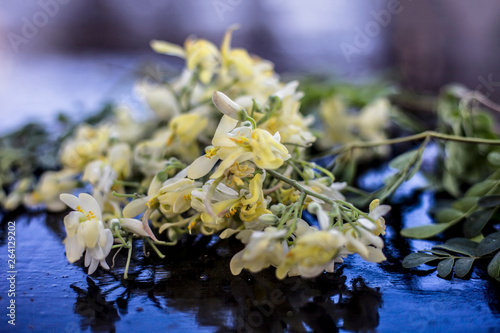 Ayurvedic herb Drumstick flowers along with some leaves on wooden surface. photo