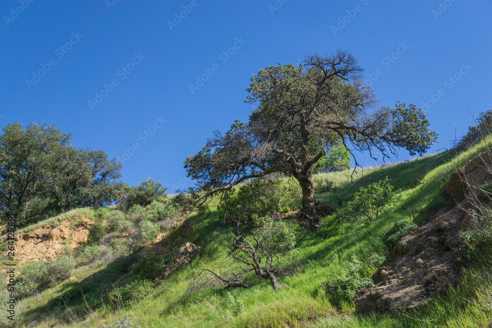 Tree Grows on Green Canyon Rim