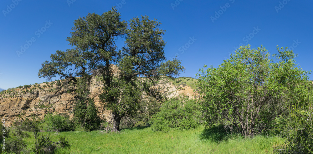 Fototapeta premium Growth in Rocky California Valley
