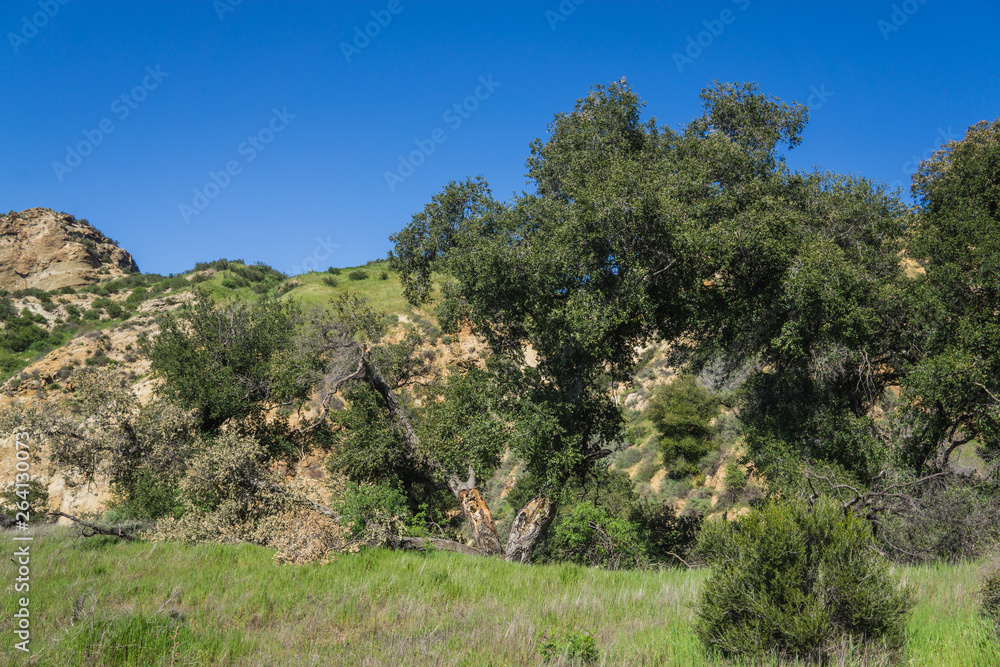 Trees in Grass Valley California Trees in Grass Valley California