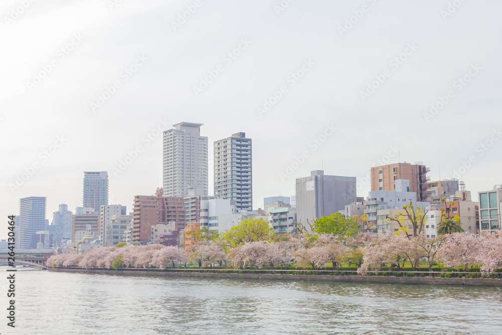 Fototapeta premium Sakura i Kema Sakuranomiya Park