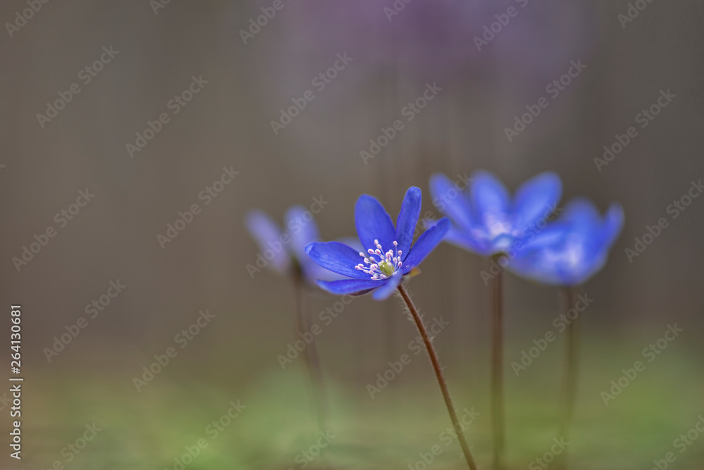 Fototapeta premium Hepatica (liverleaf or liverwort)