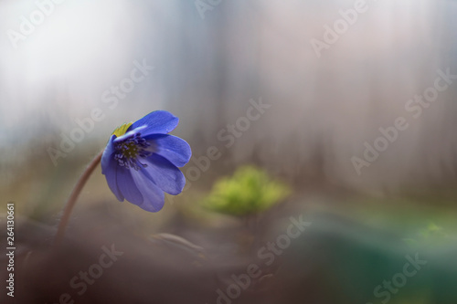 Wallpaper Mural Hepatica (liverleaf or liverwort) Torontodigital.ca