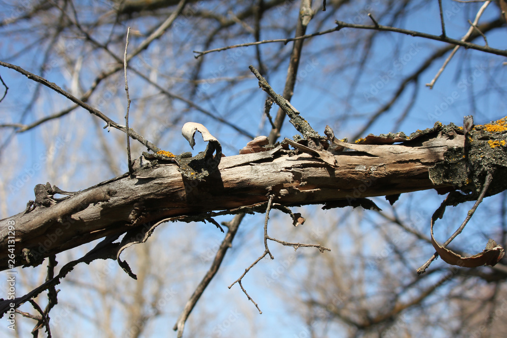 Thick old branch with cracked bark close-up
