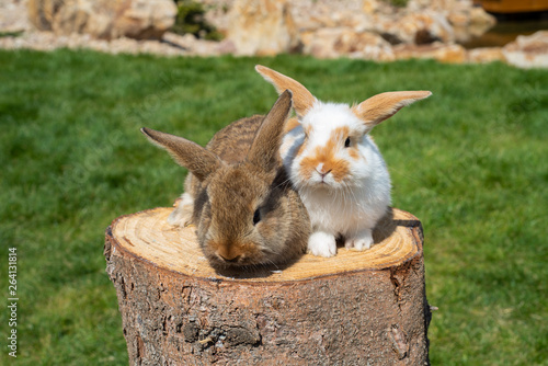 Two rabbits on the wood