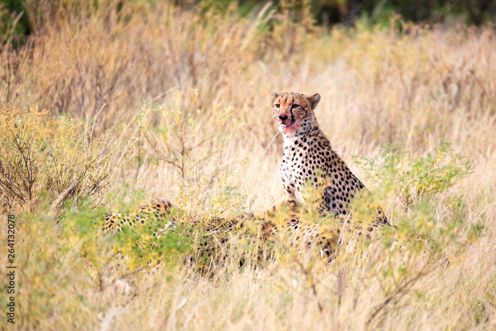 Naklejka premium A cheetah eating in the middle of the grass