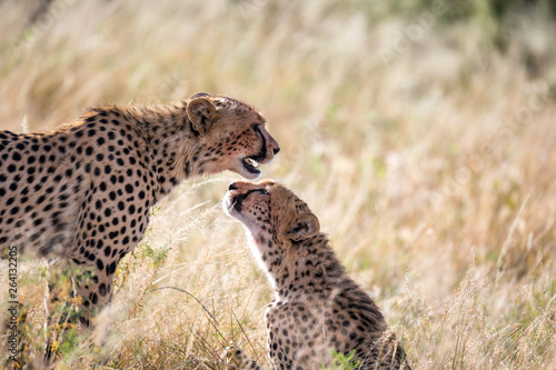 Two cheetahs brush each other after the meal