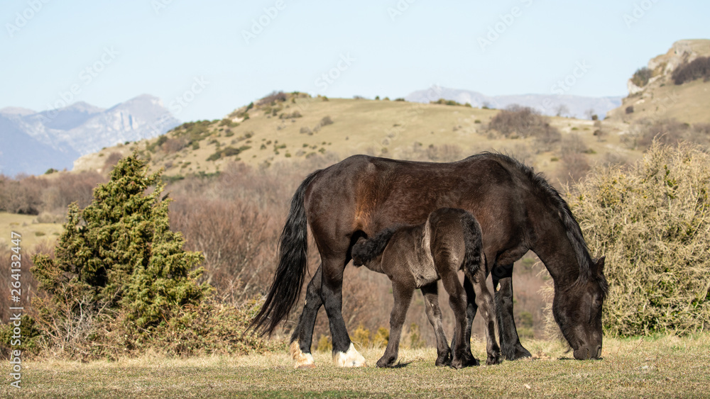 Fototapeta premium Horses at liberty, a mother breastfeeding her foal in the mountains of the Drôme, France
