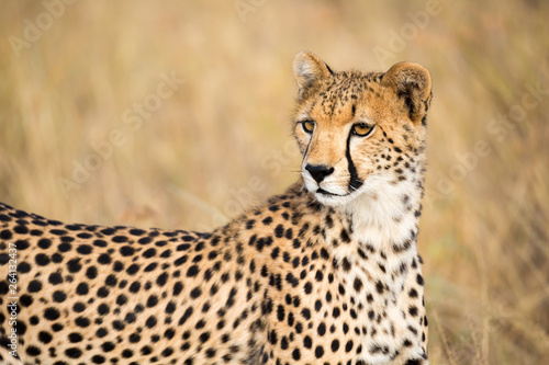 A portrait of a cheetah in the grass landscape