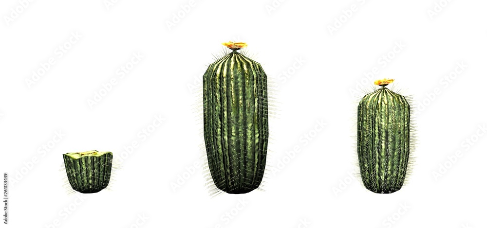 Set of Barrel Cactus - isolated on white background Set of Barrel Cactus - isolated on white background