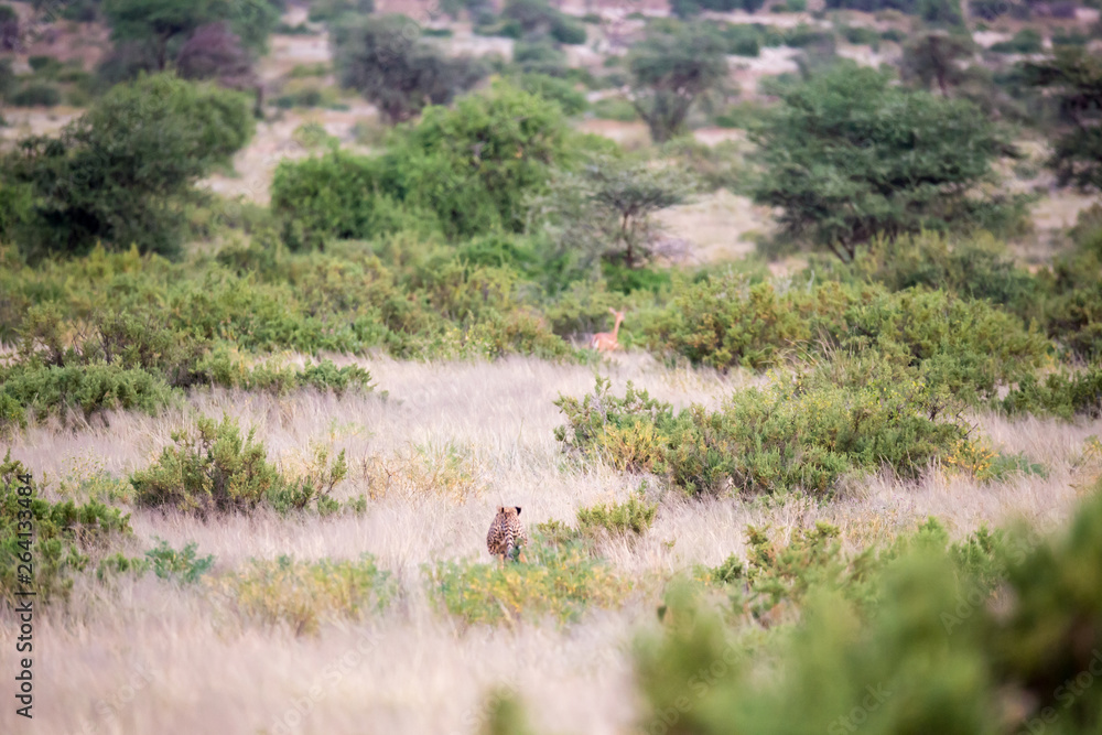 A cheetah runs through the savannah to hunt