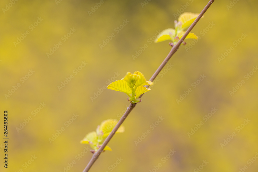 Spring golden leaves that have just sprouted Spring golden leaves that have just sprouted
