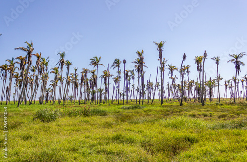 Nature of Benguela in Angola