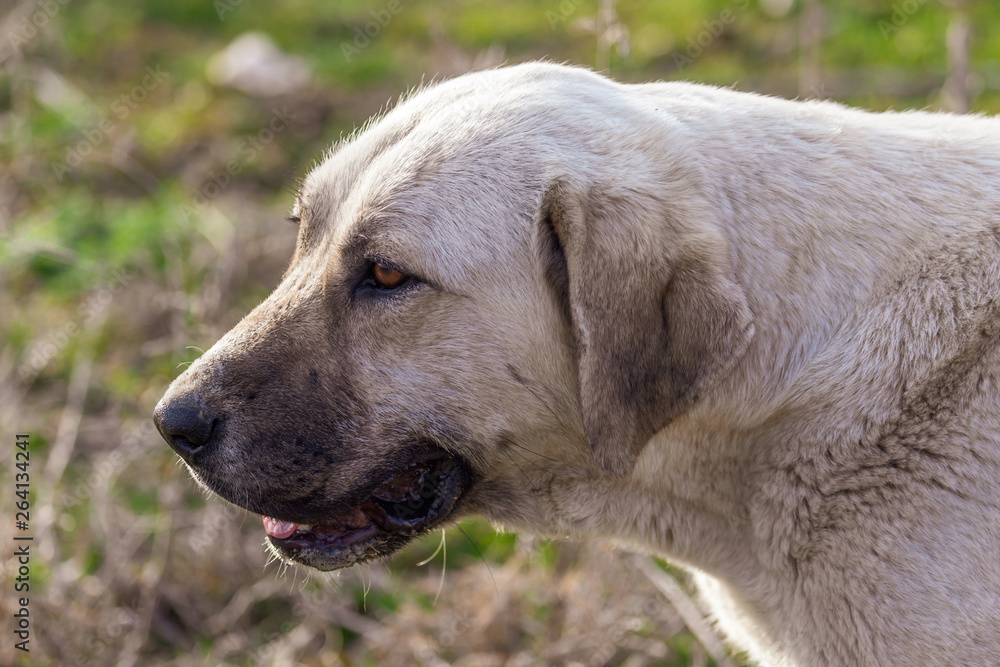 Portrait of a dog in the afternoon Portrait of a dog in the afternoon