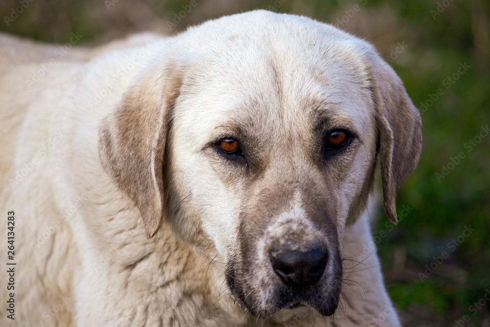 Portrait of a dog in the afternoon Portrait of a dog in the afternoon