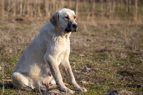 Portrait of a dog on the grass in spring