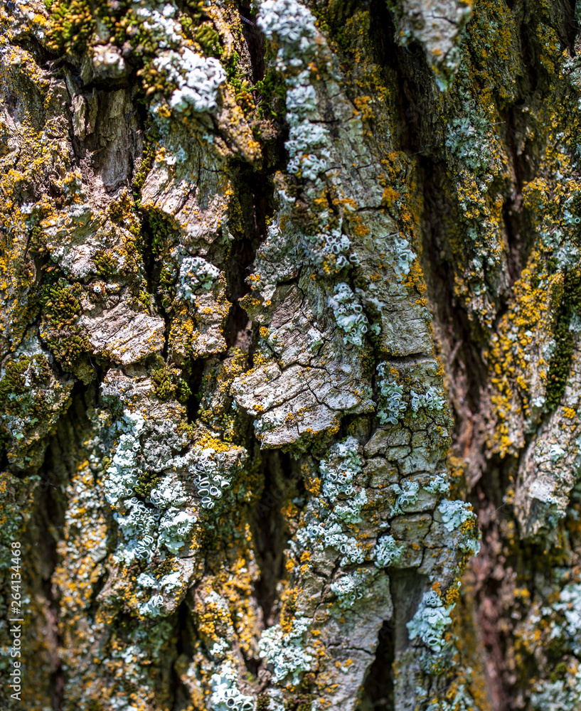 Fototapeta premium Tree bark as abstract background