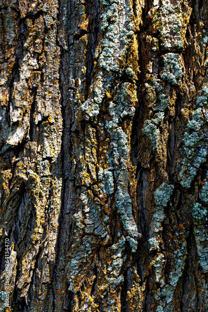 Tree bark as abstract background