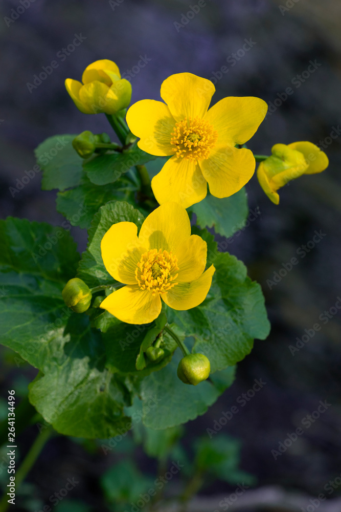 Flowering Marsh Marigold in the swamp. Caltha palustris, kingcup. Flowering Marsh Marigold in the swamp. Caltha palustris, kingcup.