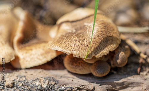 Honey mushrooms on a tree in spring