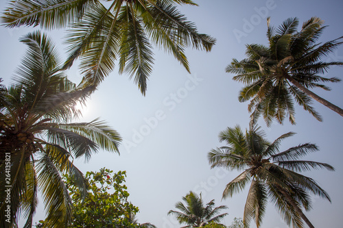 Palm, sun, sky © Лев Кирьянов