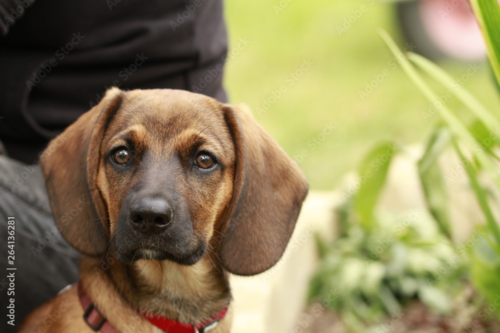 Bayerischer Gebirgsschweisshund