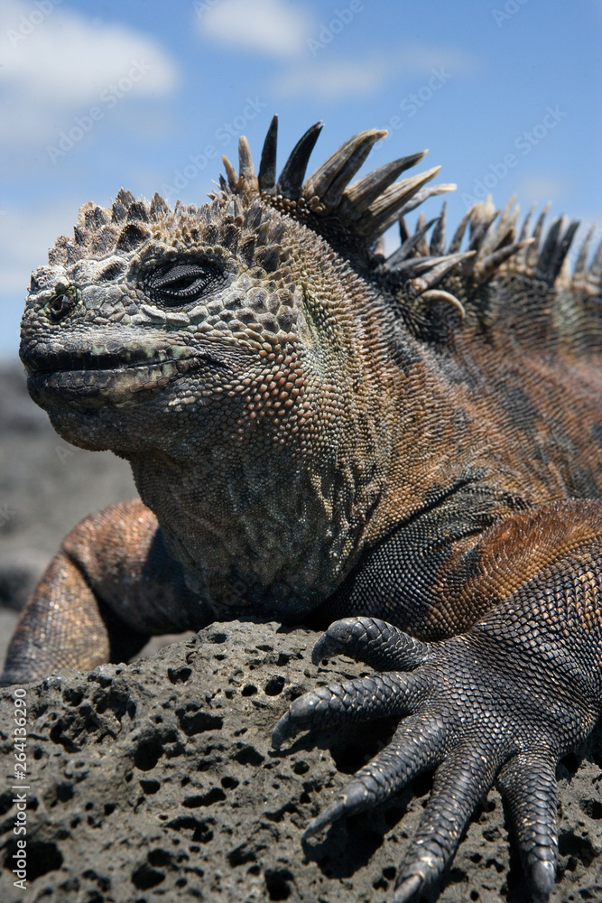 Portrait of the marine iguana. The Galapagos Islands. Pacific Ocean. Ecuador. Portrait of the marine iguana. The Galapagos Islands. Pacific Ocean. Ecuador.