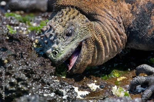 Marine iguana eating seaweed. The Galapagos Islands. Pacific Ocean. Ecuador. 