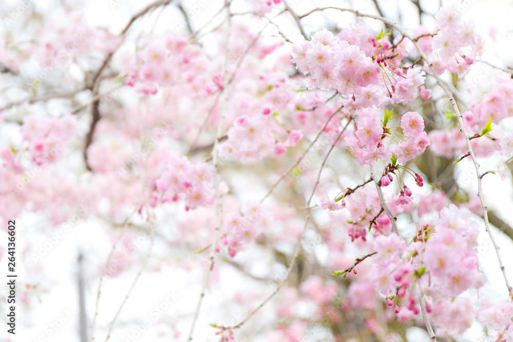 桜の木の枝のアップ