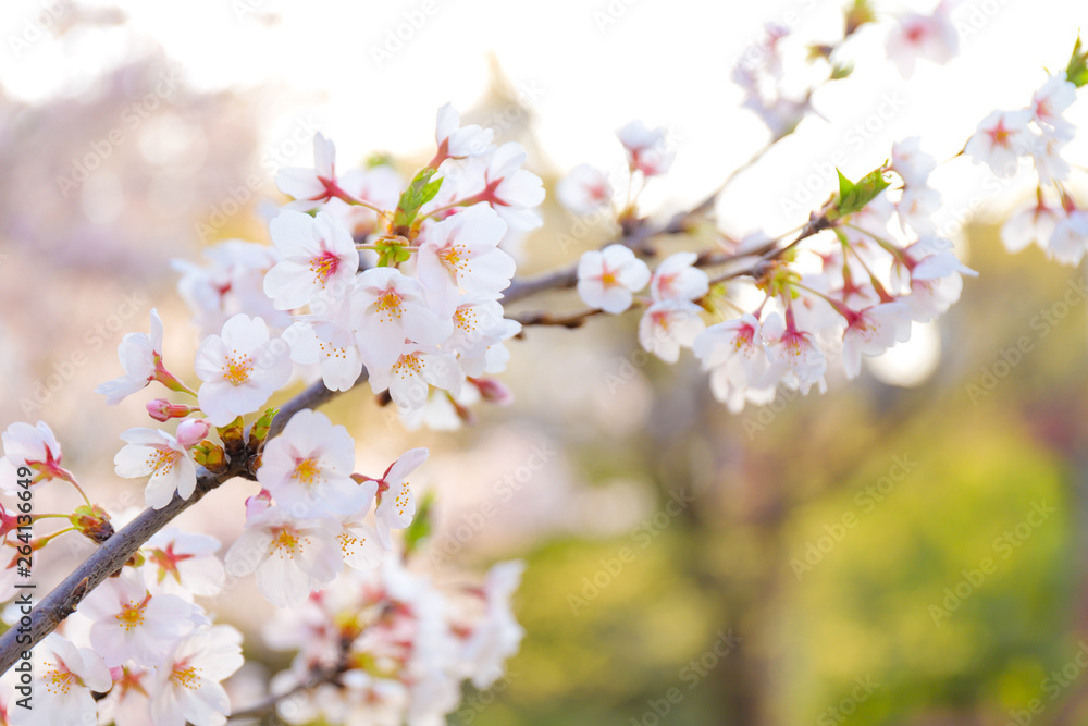 桜の木の枝のアップ