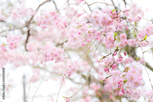 桜の木の枝のアップ